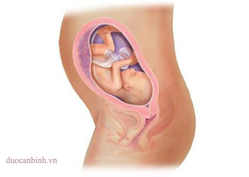 Sự phát triển của thai nhi theo giai đoạn