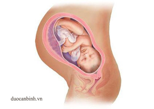 Sự phát triển của thai nhi theo từng giai đoạn