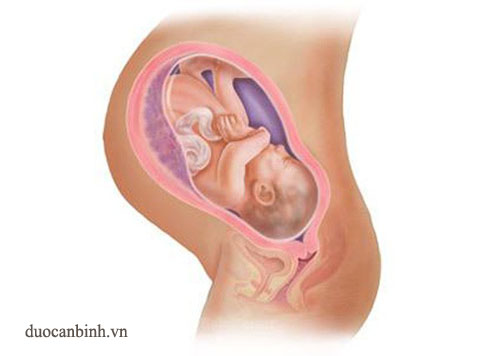 Sự phát triển của thai nhi theo từng giai đoạn