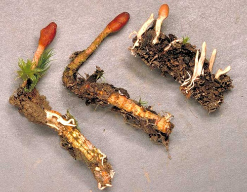 Đông trùng hạ thảo: Loài thảo dược từ ấu trùng thành nấm