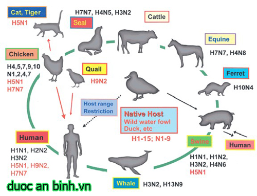 Giải thích tên gọi của các chủng cúm