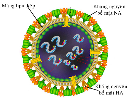 Tìm hiểu về cúm A/H7N9