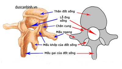 Ống sống