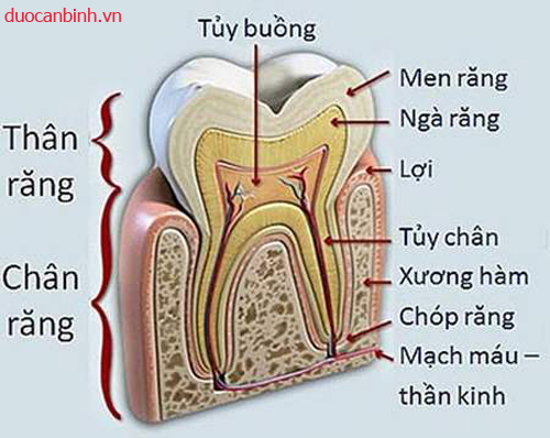 Giải phẫu cấu trúc tủy răng