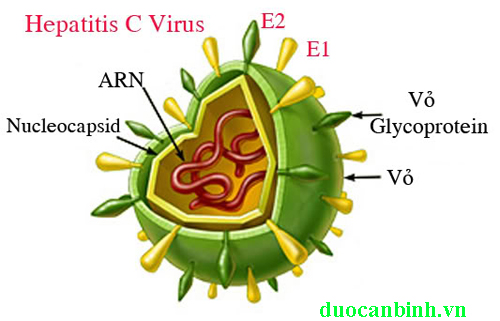 virus-viem-gan-c-1