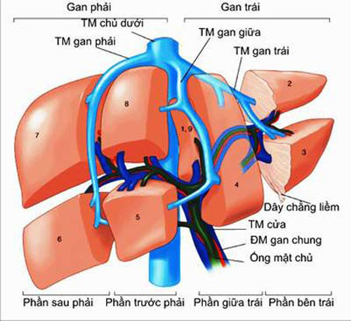 cau-tao-cua-la-gan-trong-co-the-nguoi