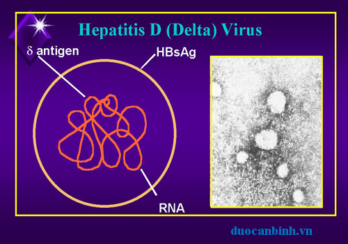 hepatitis D